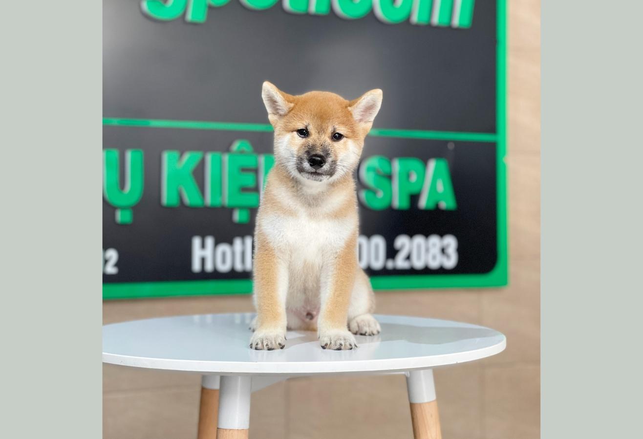 Shiba Inu - Màu Vàng (MS 01)
