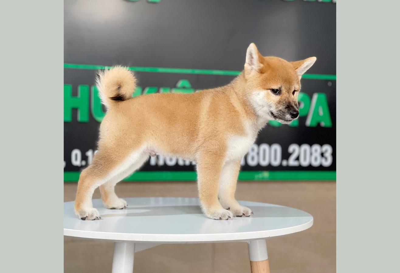 Shiba Inu - Màu Vàng (MS 01)