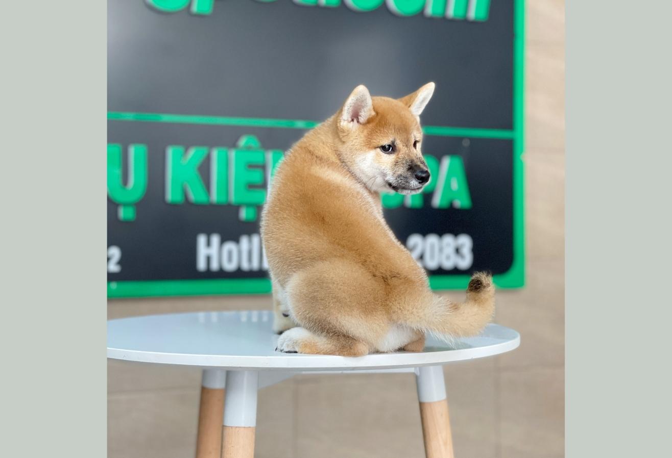 Shiba Inu - Màu Vàng (MS 01)