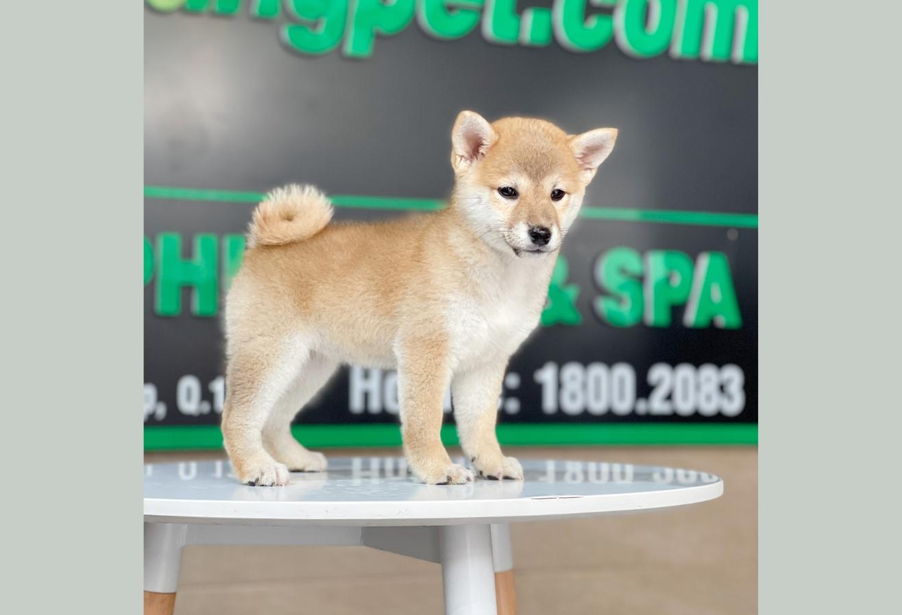 Shiba Inu - Màu Vàng (MS 03)