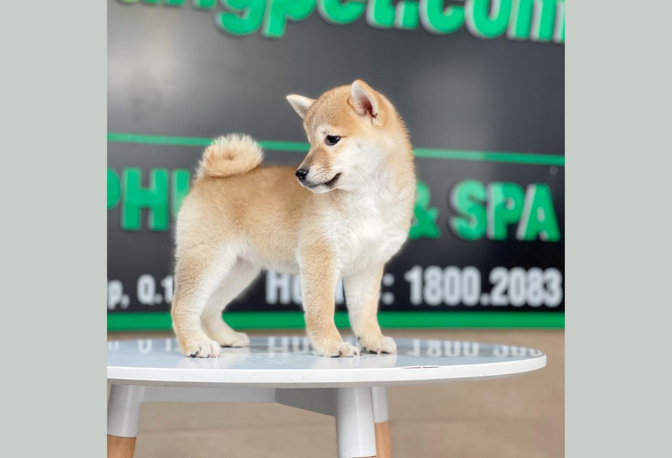 Shiba Inu - Màu Vàng (MS 03)