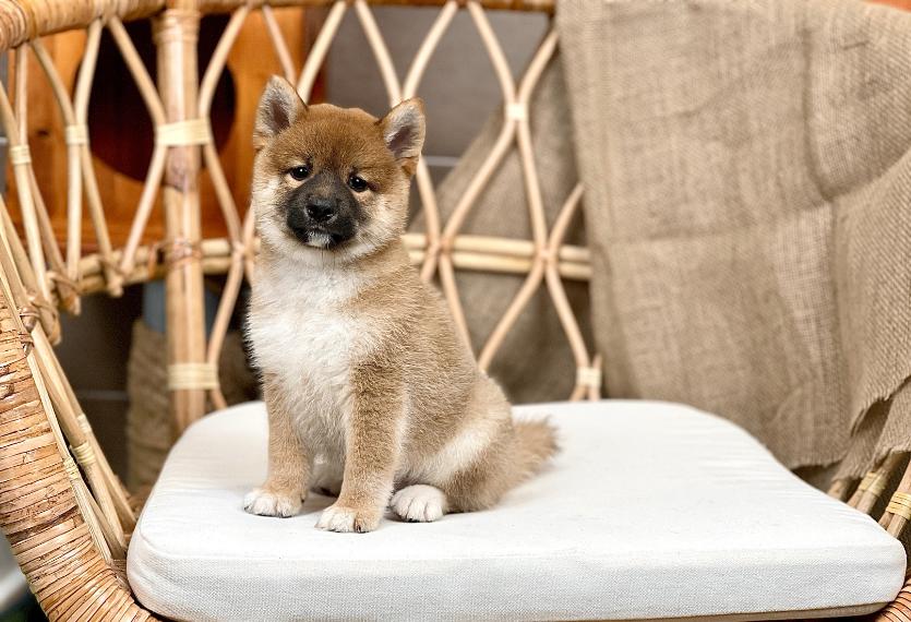 Shiba Inu - Màu Vàng (MS 04)