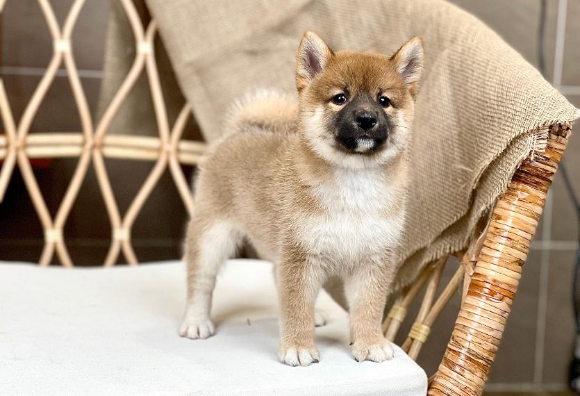 Shiba Inu - Màu Vàng (MS 04)