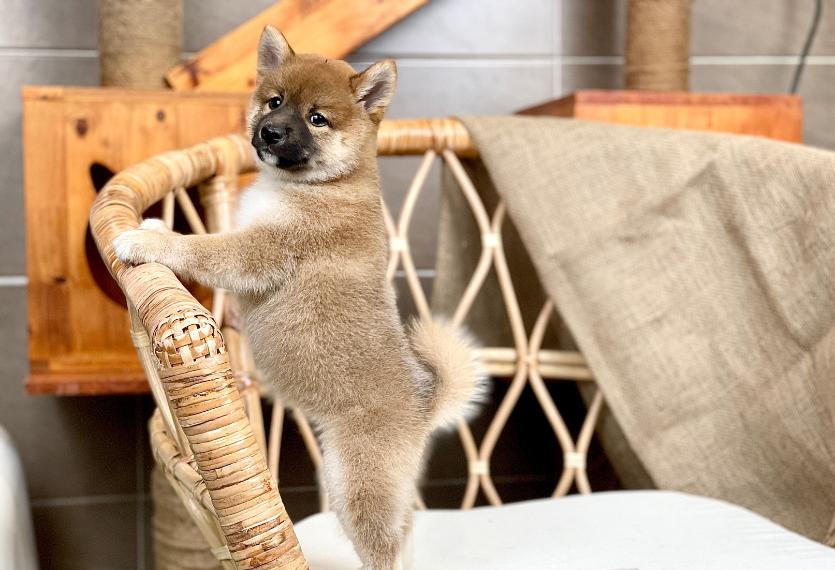 Shiba Inu - Màu Vàng (MS 04)