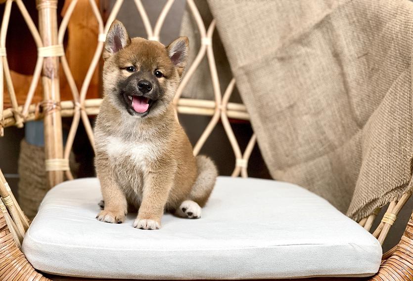Shiba Inu - Màu Vàng (MS 05)