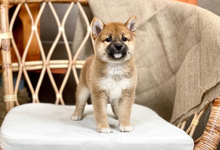 Shiba Inu - Màu Vàng (MS 06)
