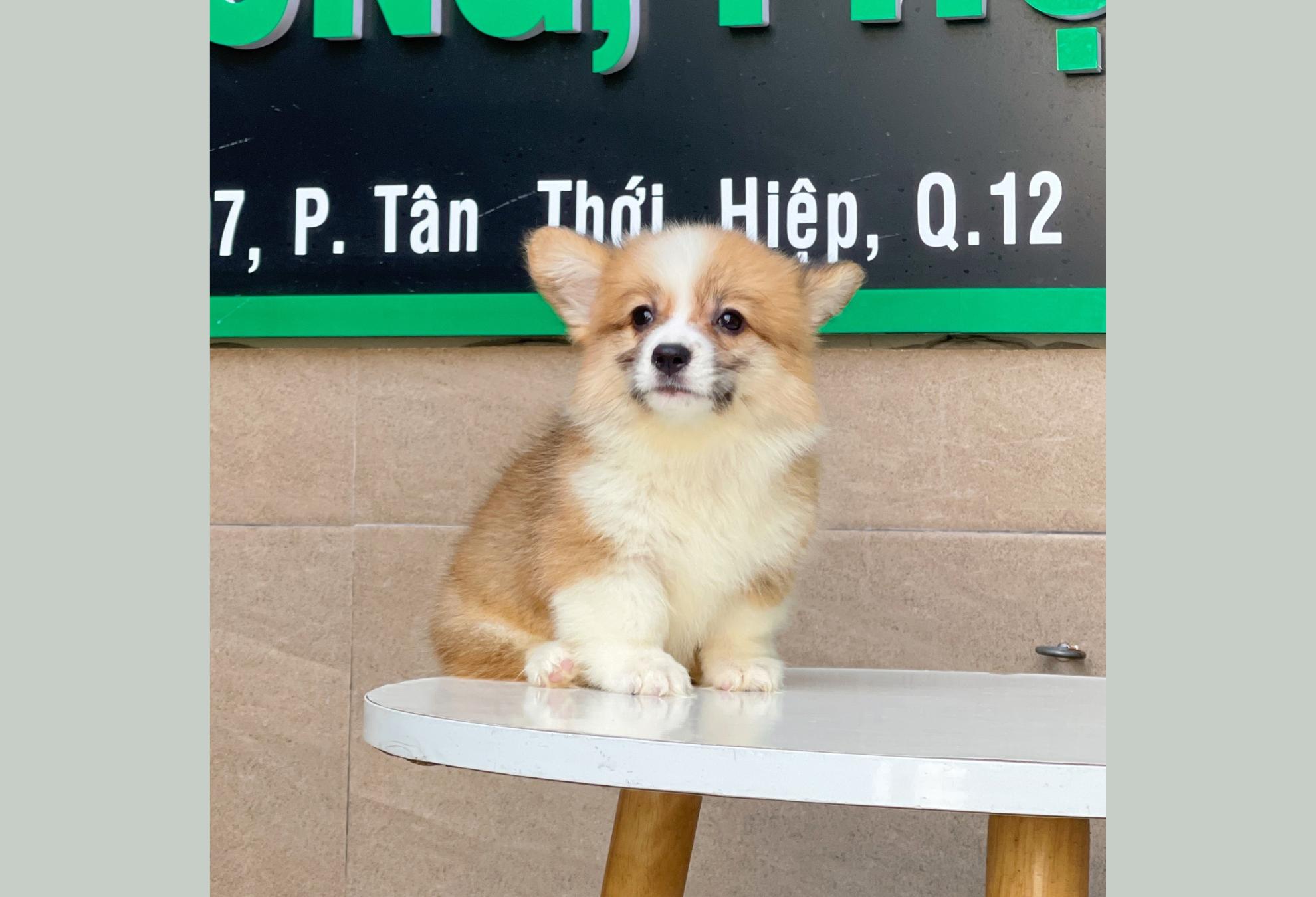 Corgi Lông Dài - Màu Vàng (MS 04)
