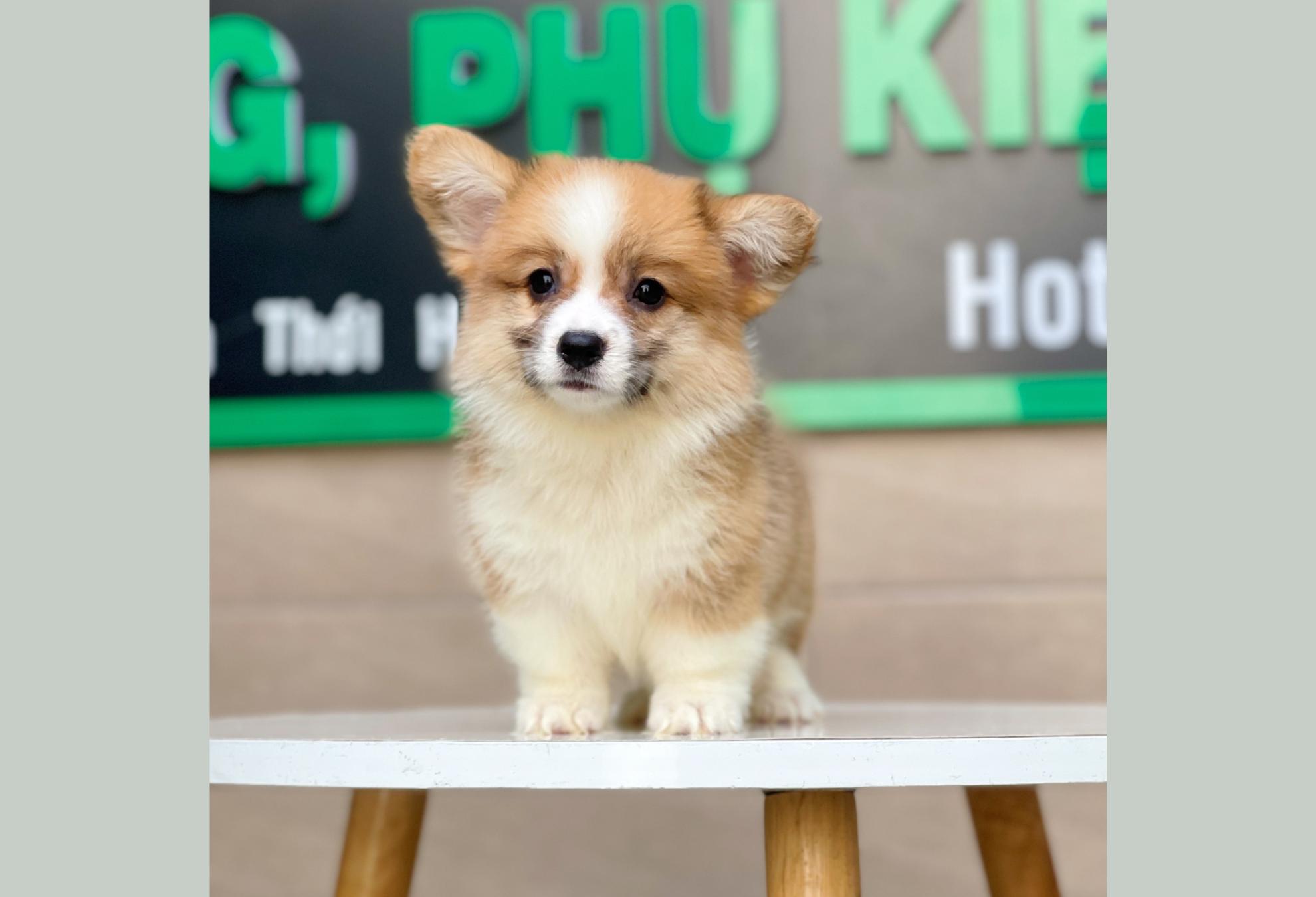 Corgi Lông Dài - Màu Vàng (MS 04)