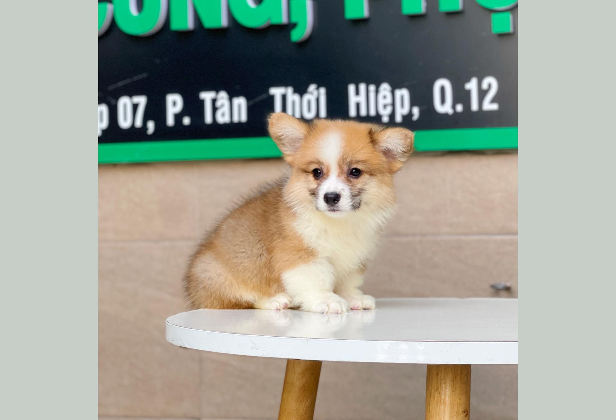 Corgi Lông Dài - Màu Vàng (MS 04)