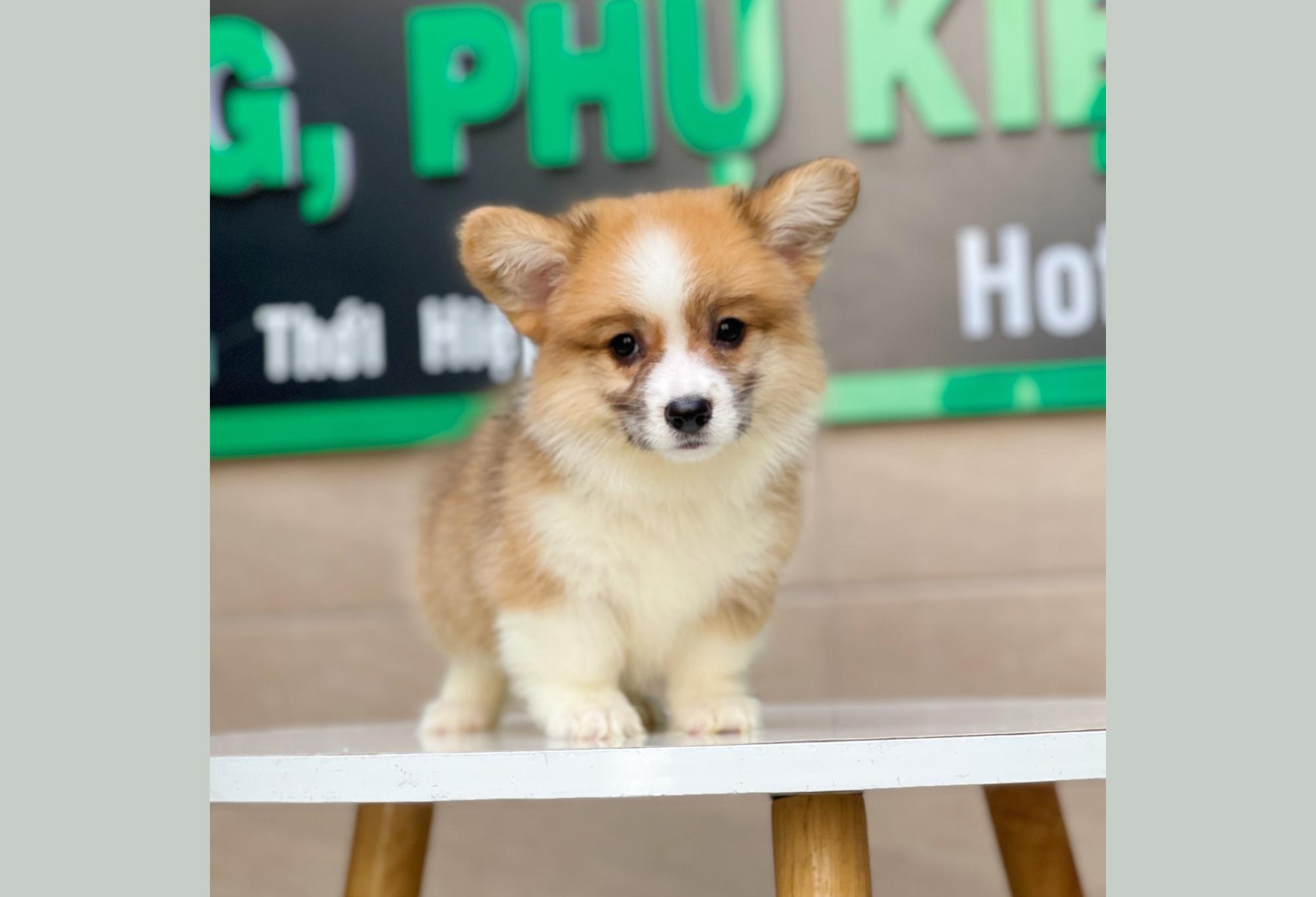Corgi Lông Dài - Màu Vàng (MS 04)