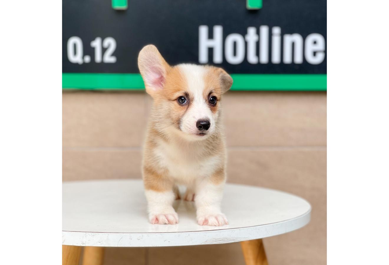 Corgi Lông Ngắn - Màu Vàng (MS 01)