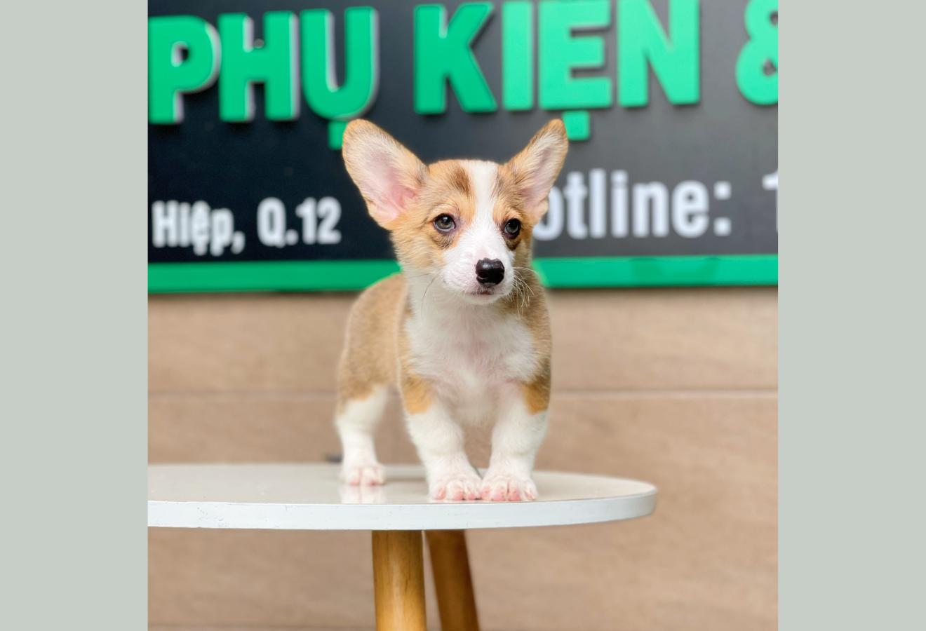 Corgi Lông Ngắn - Màu Vàng (MS 04)