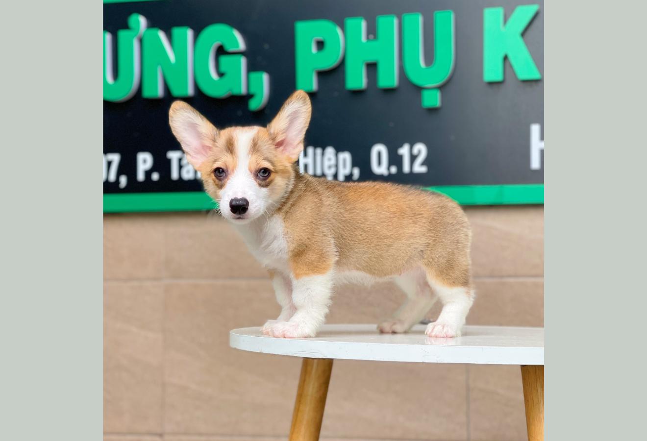 Corgi Lông Ngắn - Màu Vàng (MS 04)