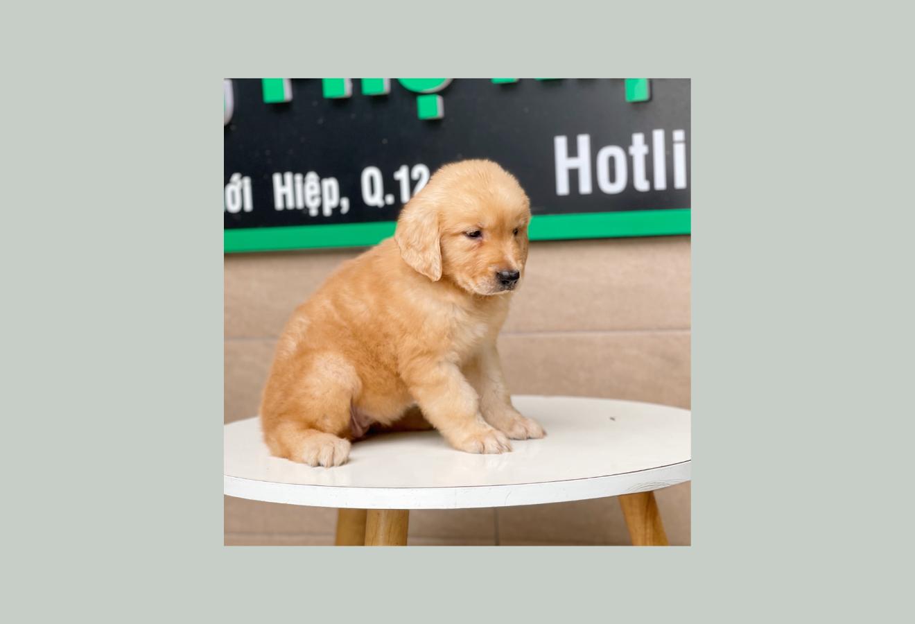 Golden Retriever - Màu Vàng Đậm (MS 06)