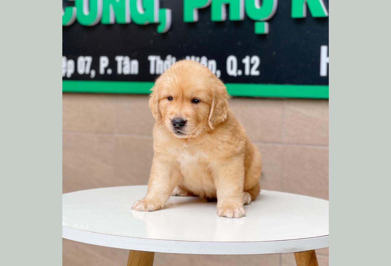 Golden Retriever - Màu Vàng Đậm (MS 07)