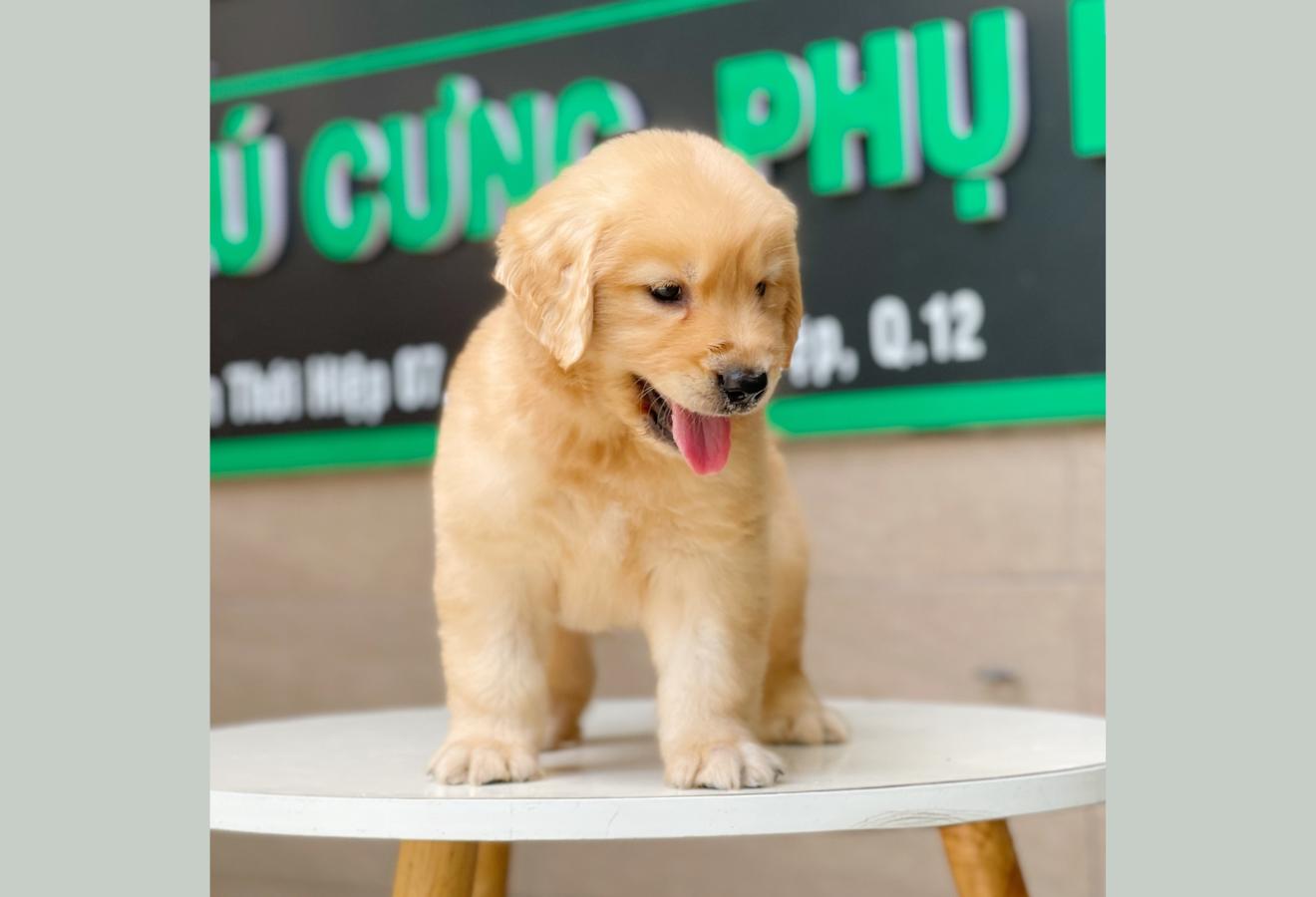 Golden Retriever - Màu Vàng Đậm (MS 08)
