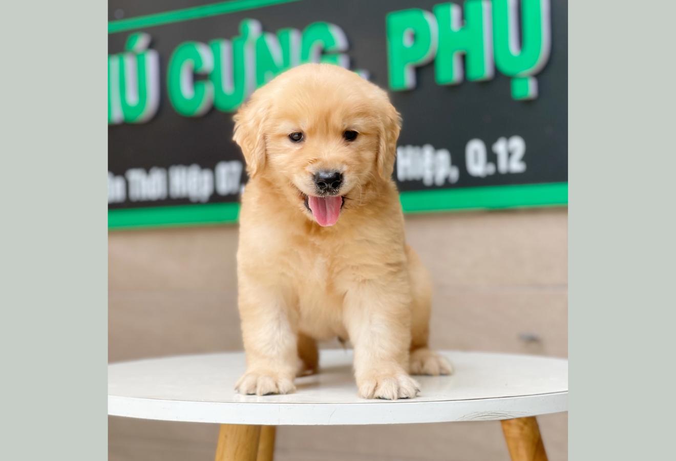 Golden Retriever - Màu Vàng Đậm (MS 08)