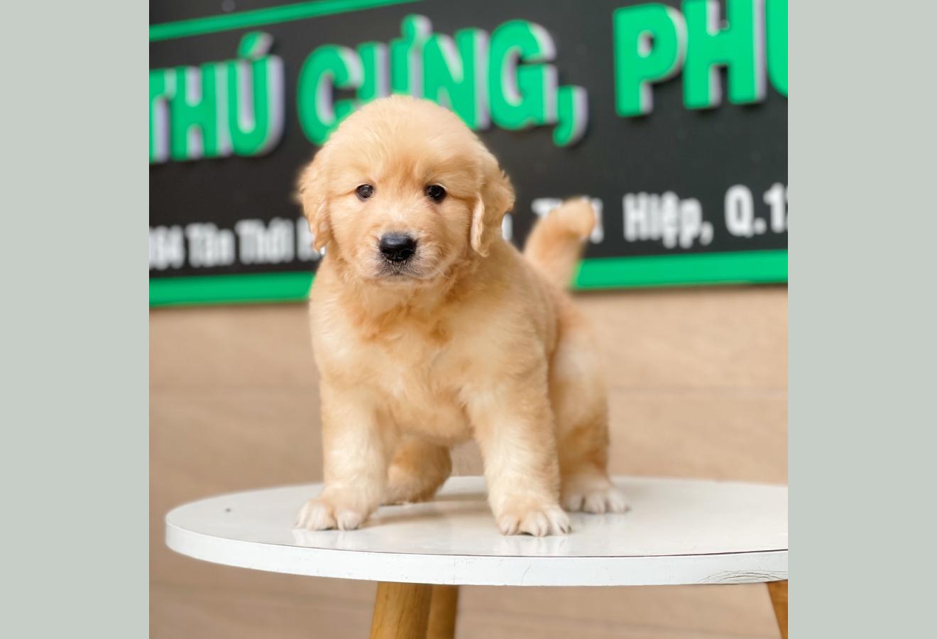 Golden Retriever - Màu Vàng Đậm (MS 09)