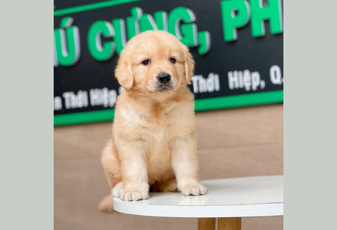 Golden Retriever - Màu Vàng Đậm (MS 10)