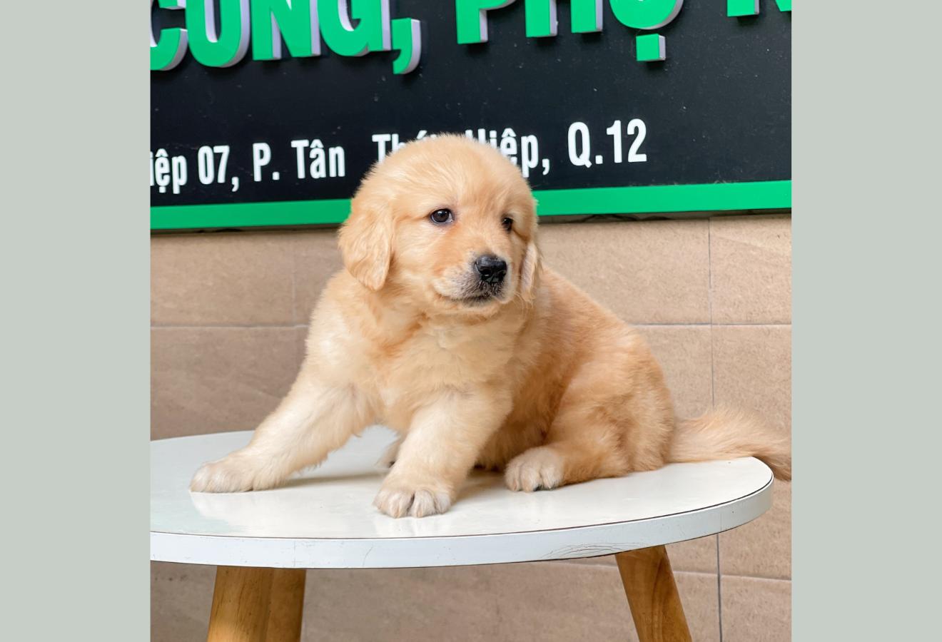 Golden Retriever - Màu Vàng Đậm (MS 10)
