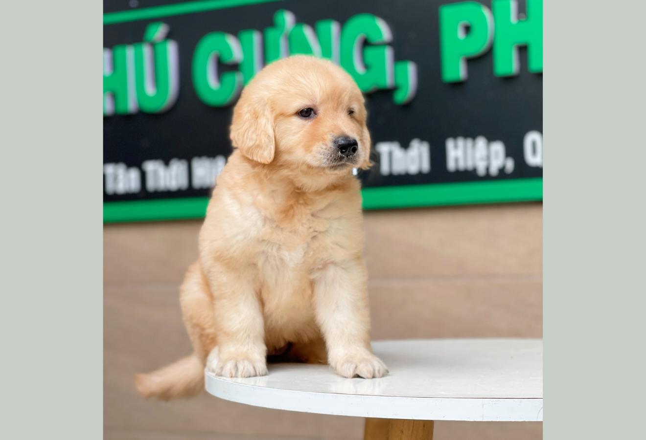 Golden Retriever - Màu Vàng Đậm (MS 10)