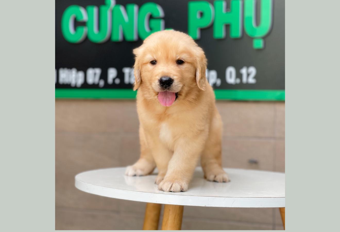 Golden Retriever - Màu Vàng Đậm (MS 11)