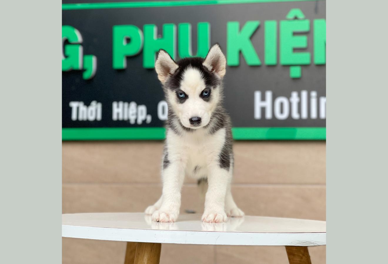 Husky Siberian - Màu Đen Trắng (MS 02)