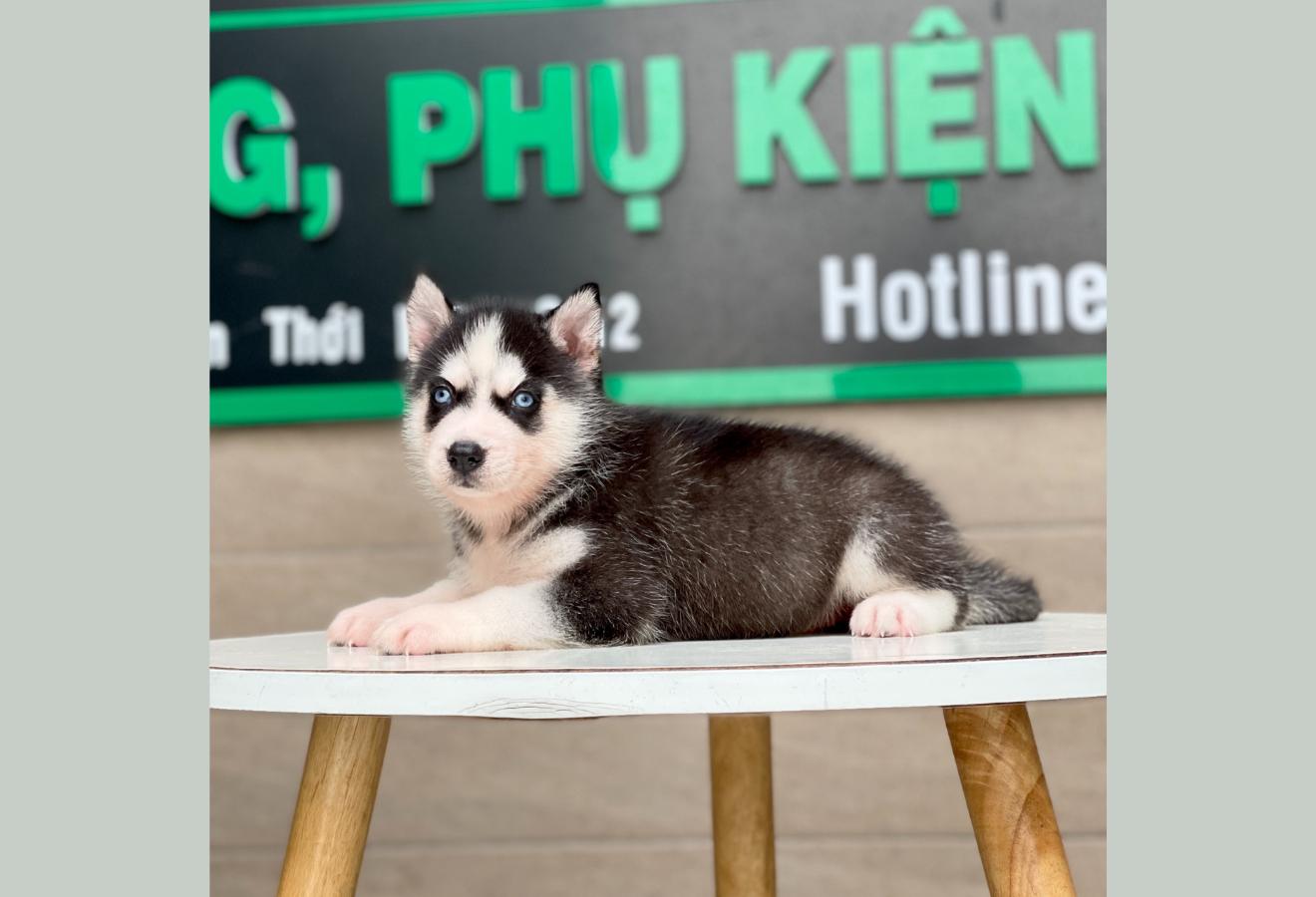 Husky Siberian - Màu Đen Trắng (MS 05)