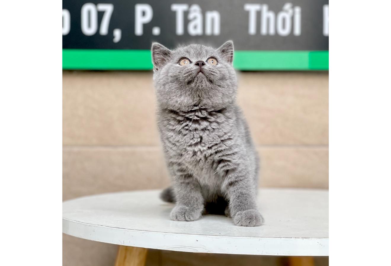 Anh Lông Ngắn - Màu Xám Xanh (MS 01)
