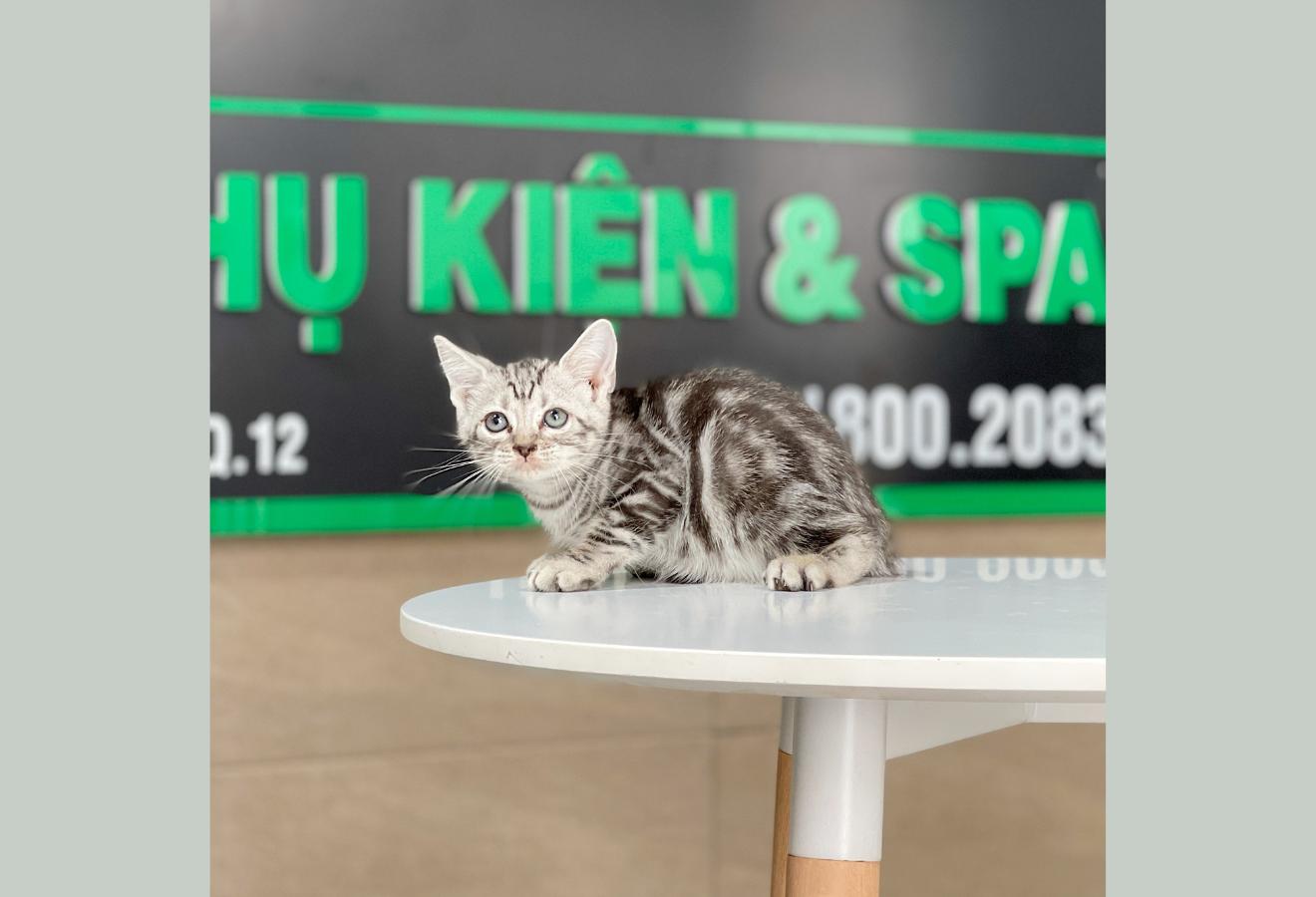 Anh Lông Ngắn - Màu Tabby Silver (MS 06)