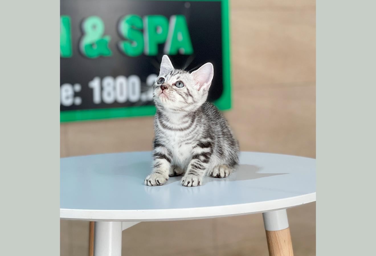Anh Lông Ngắn - Màu Tabby Silver (MS 06)