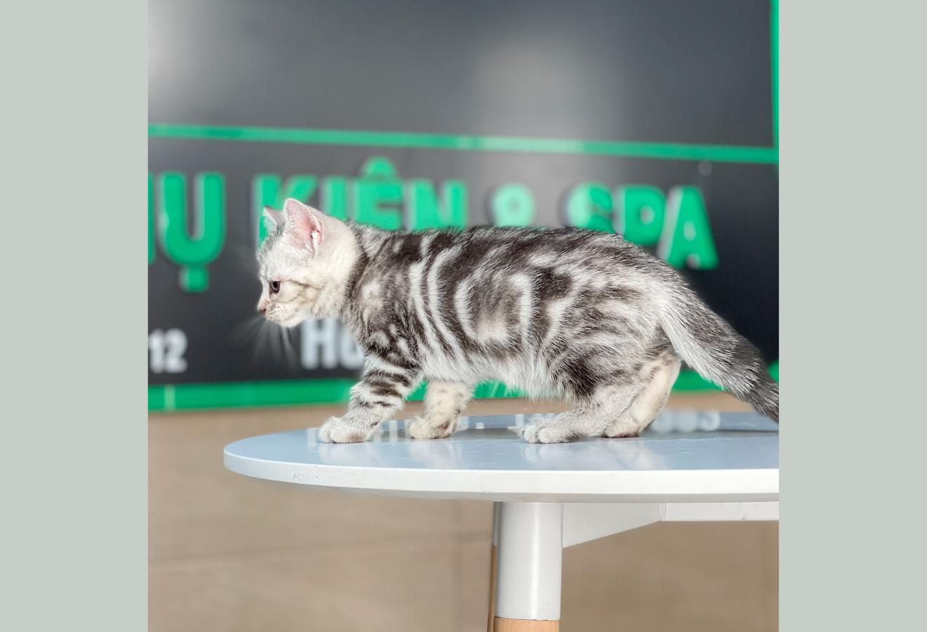Anh Lông Ngắn - Màu Tabby Silver (MS 07)