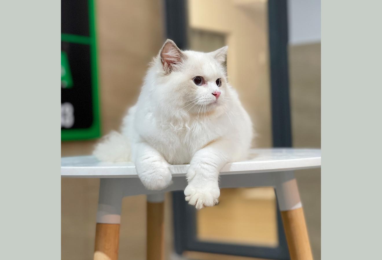 Mèo Ragdoll - Màu Blue (MS 02)