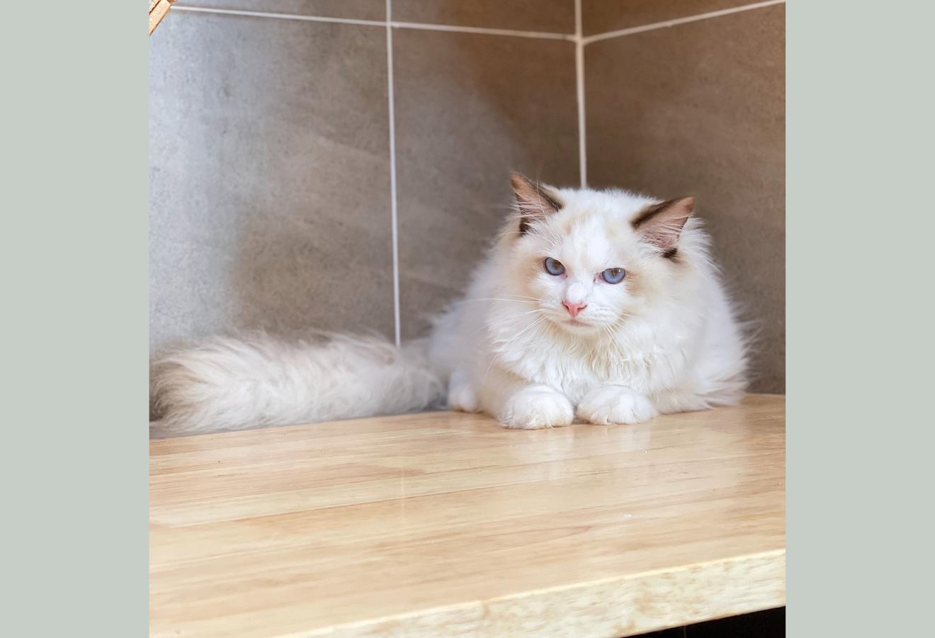 Mèo Ragdoll - Màu Blue (MS 03)