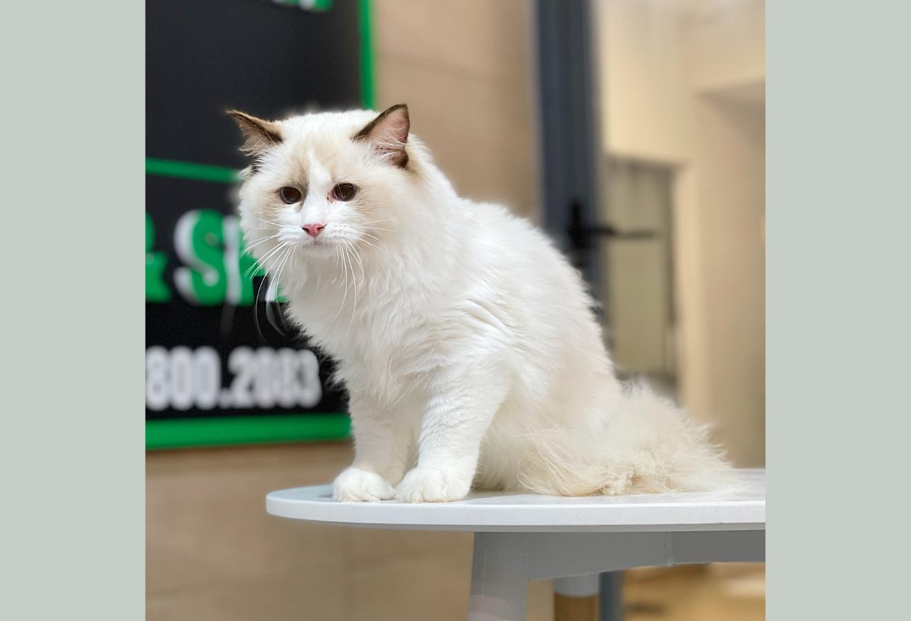 Mèo Ragdoll - Màu Blue (MS 04)