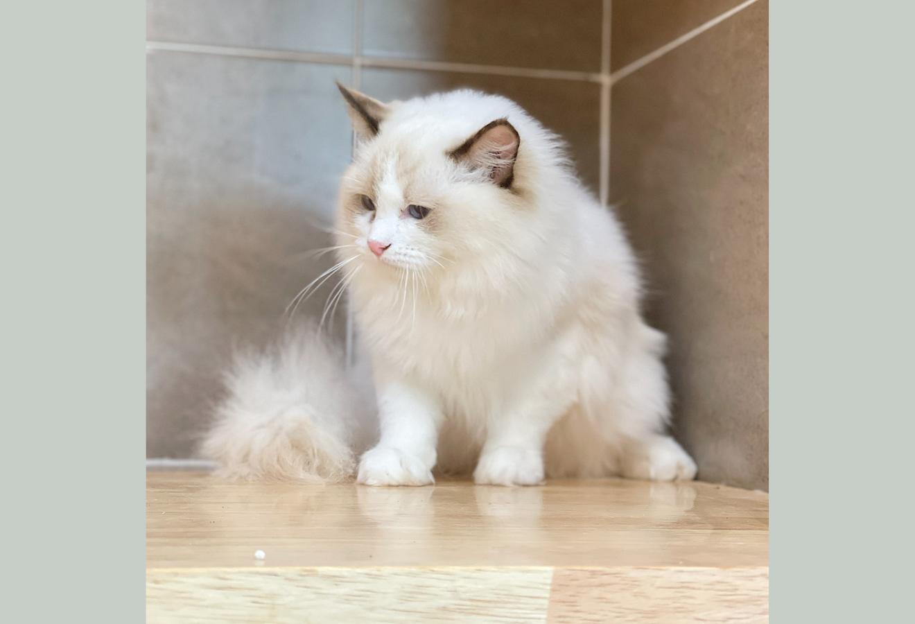 Mèo Ragdoll - Màu Blue (MS 04)