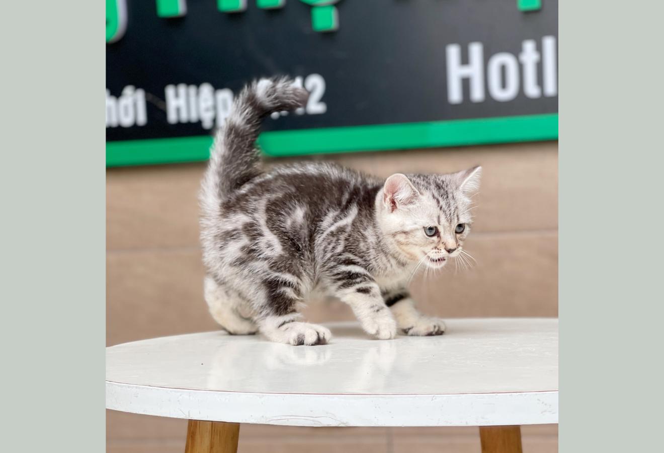Anh Lông Ngắn - Màu Tabby Silver (MS 03)