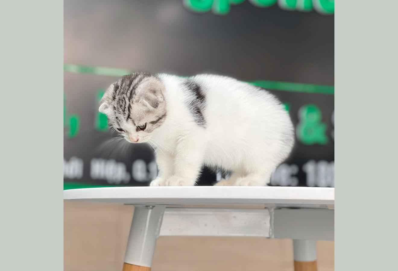 Mèo Tai Cụp - Màu Tabby Halerquin (MS 01)