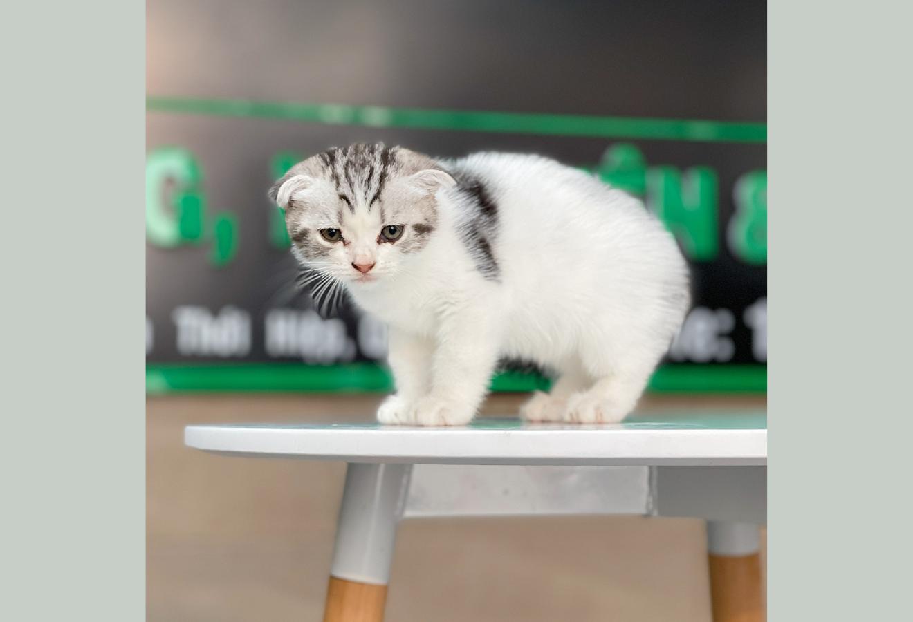 Mèo Tai Cụp - Màu Tabby Halerquin (MS 01)