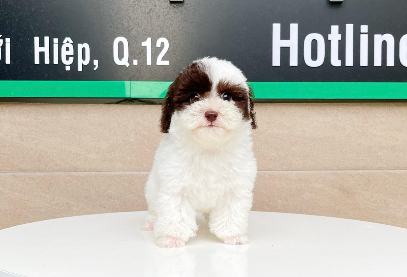 Poodle Tiny - Màu Bò Sữa (MS 01)
