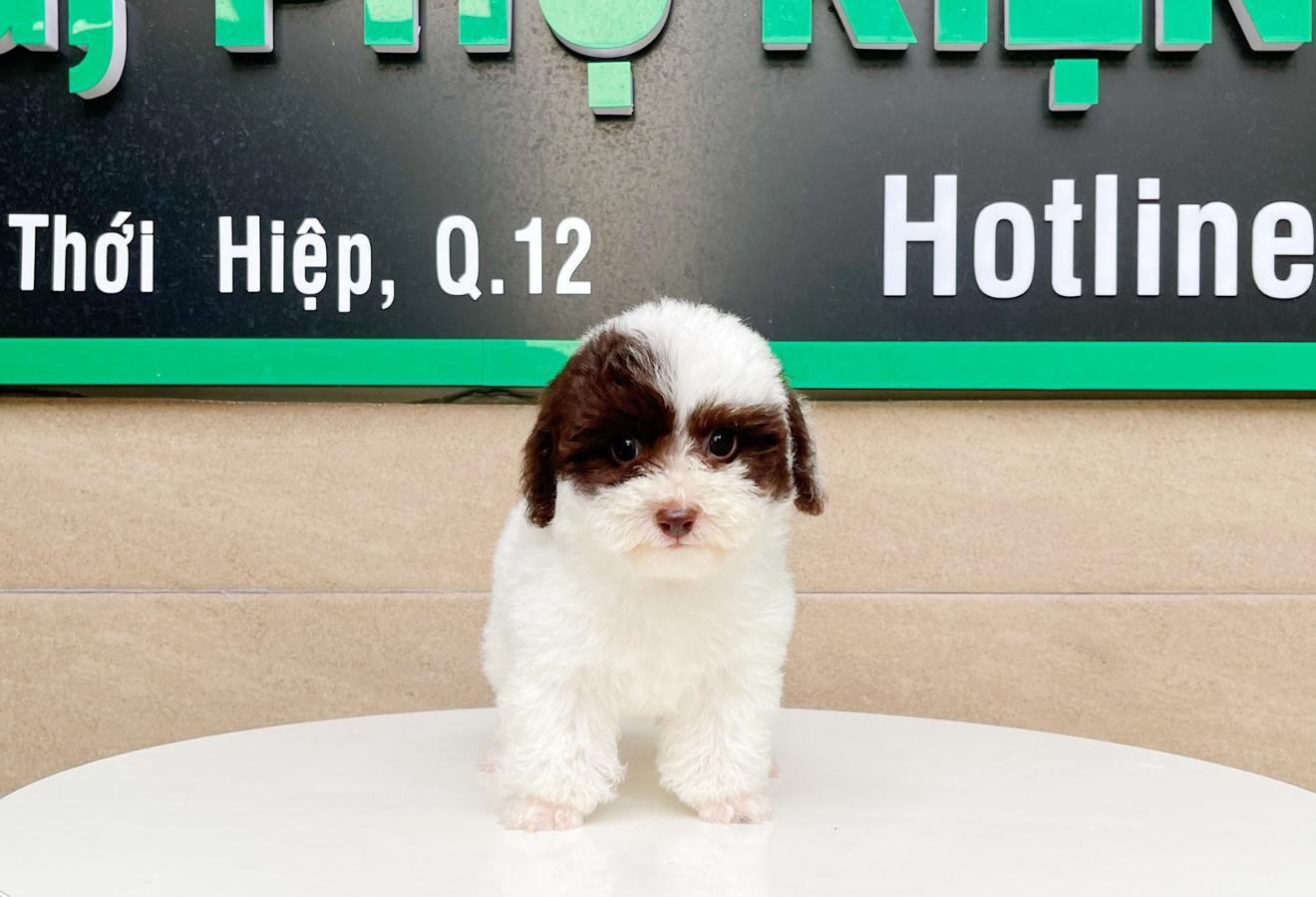 Poodle Tiny - Màu Bò Sữa (MS 01)