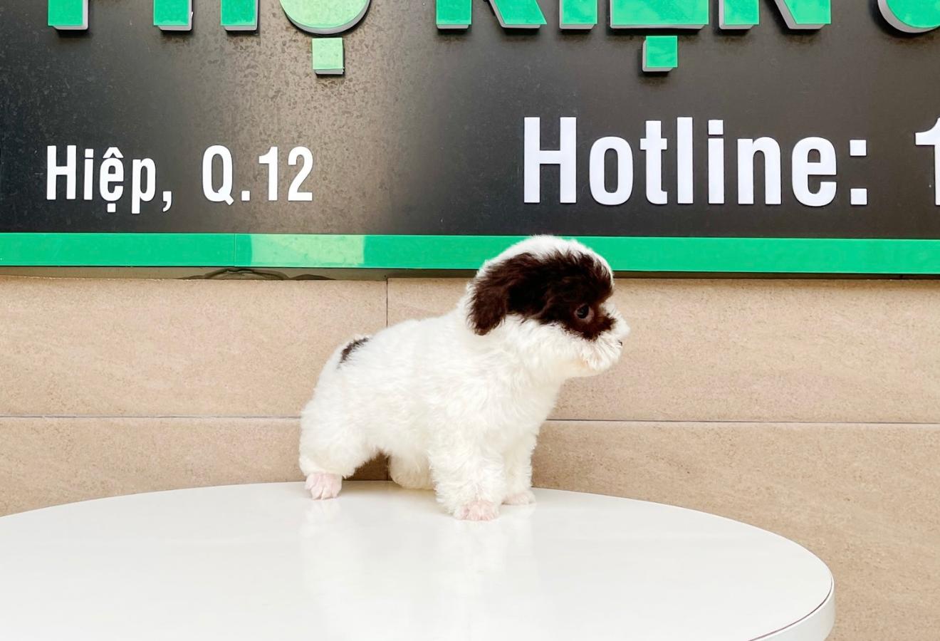 Poodle Tiny - Màu Bò Sữa (MS 01)