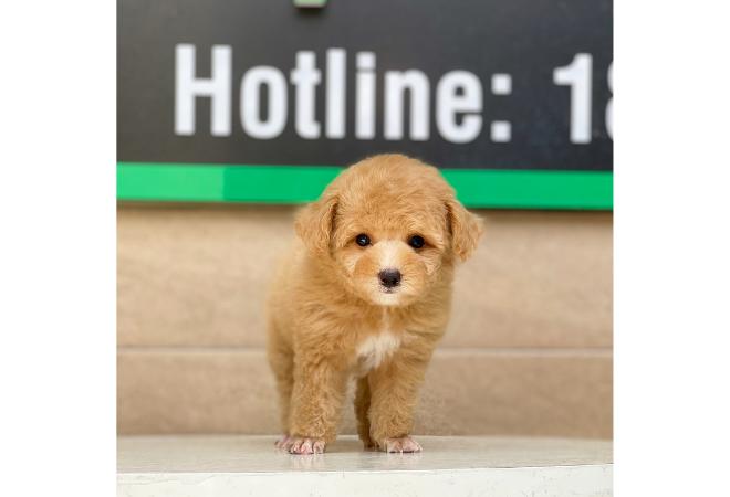 Poodle Tiny - Màu Mơ (MS 01)