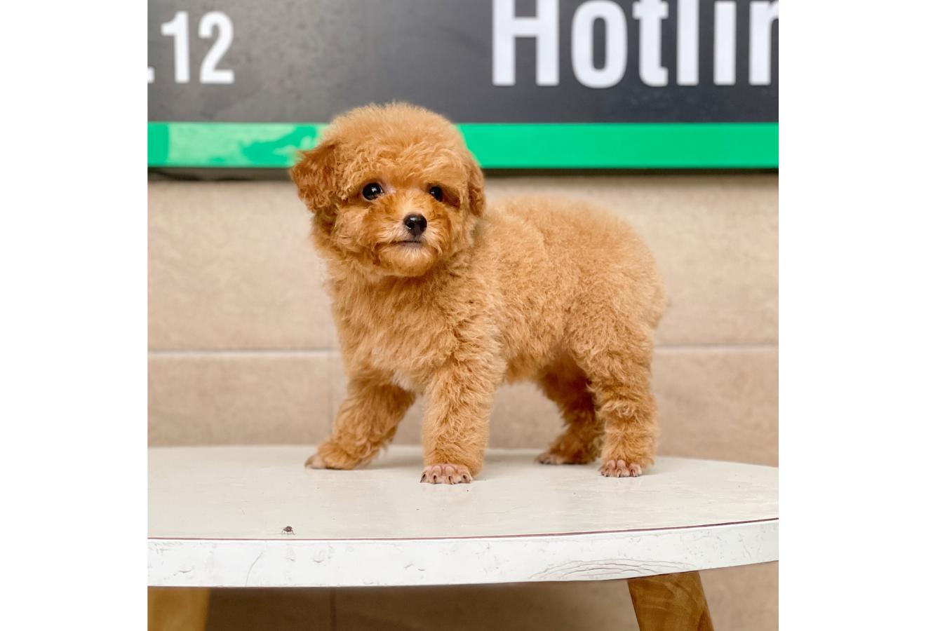 Poodle Tiny - Màu Mơ (MS 02)