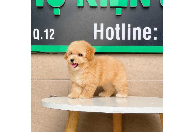 Poodle Toy - Màu Mơ (MS 02)