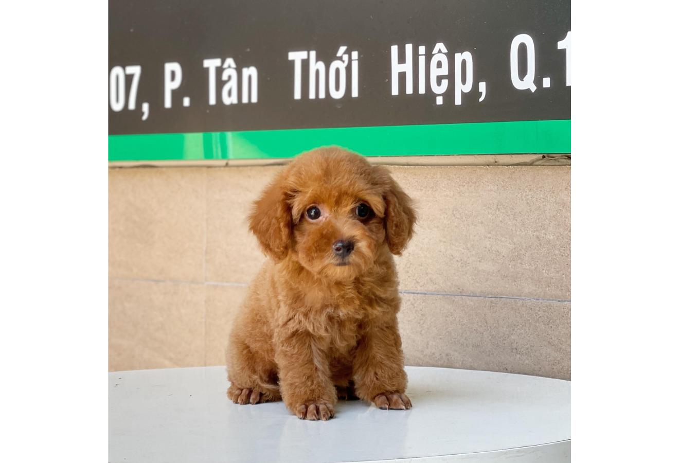 Poodle Toy - Màu Nâu (MS 04)