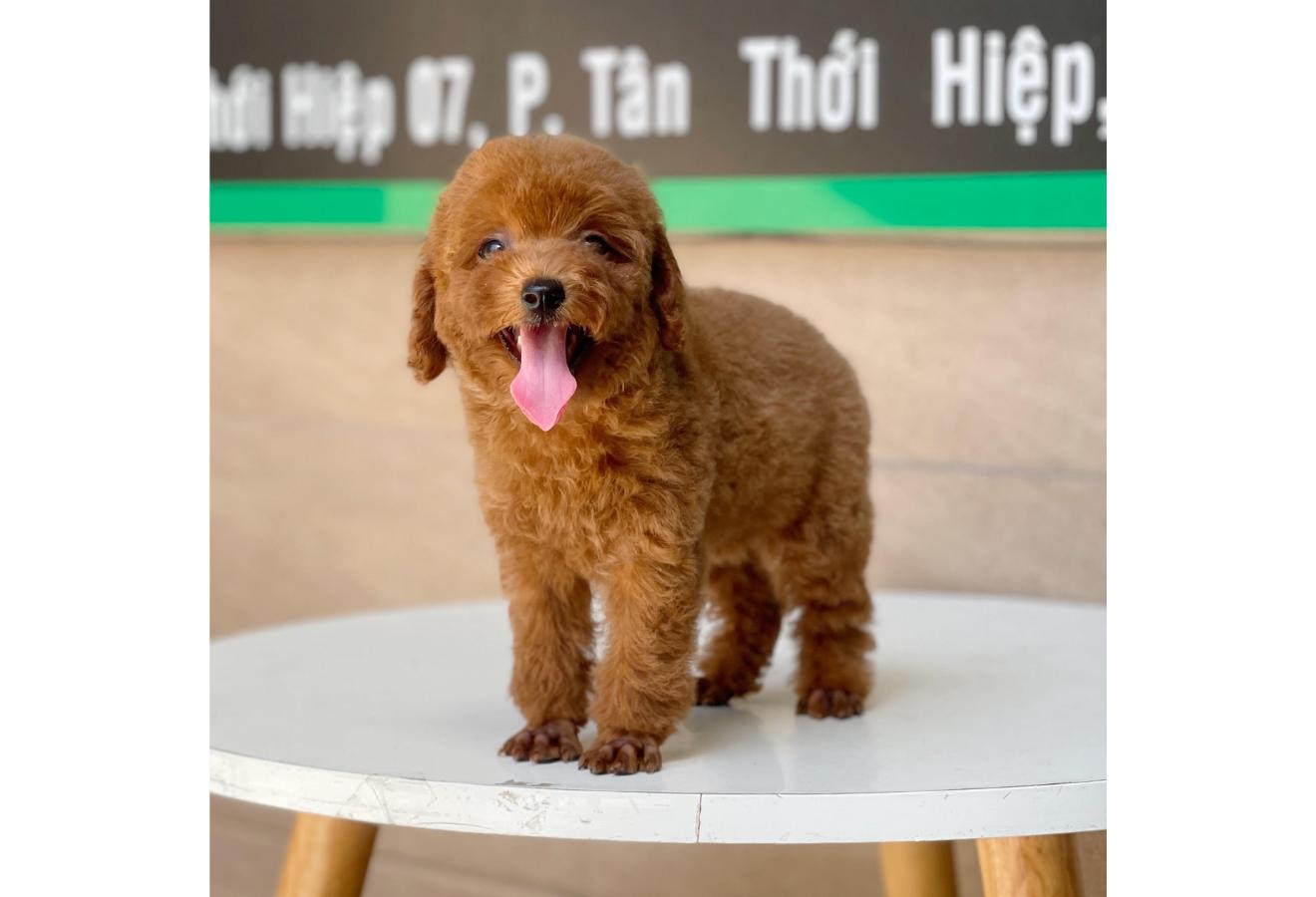 Poodle Toy - Màu Nâu (MS 05)