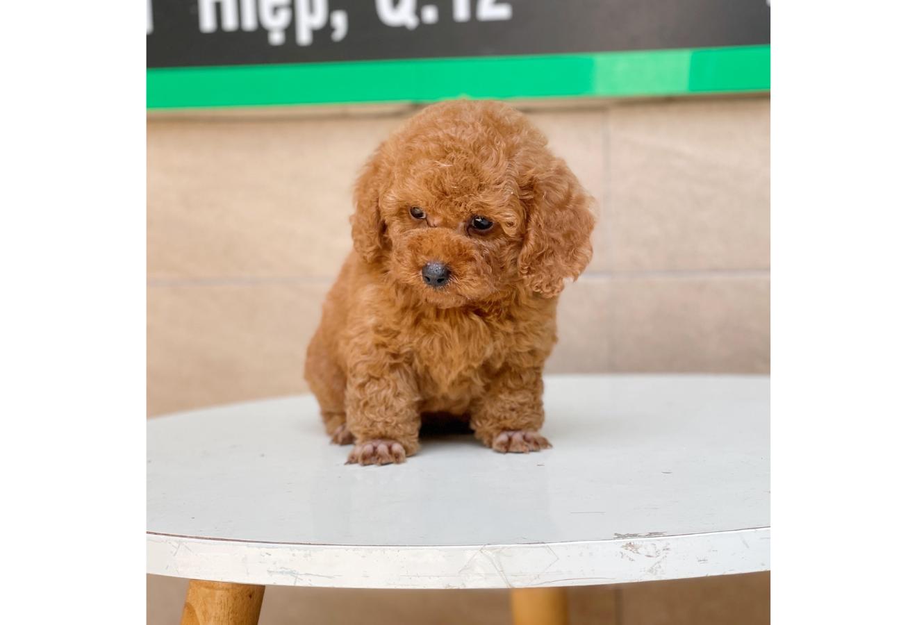 Poodle Toy - Màu Nâu (MS 10)