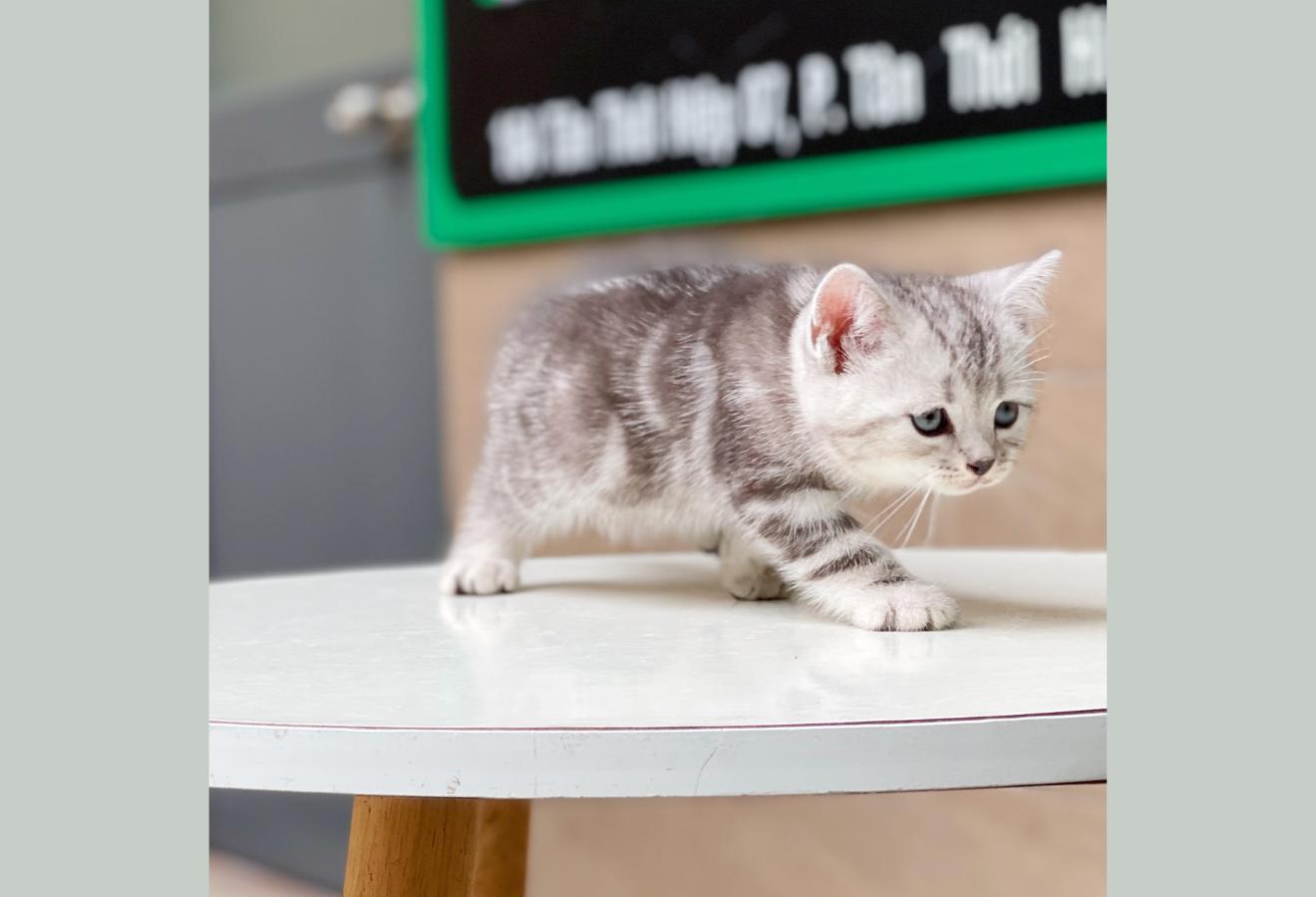 Anh Lông Ngắn - Màu Tabby Silver (MS 01)