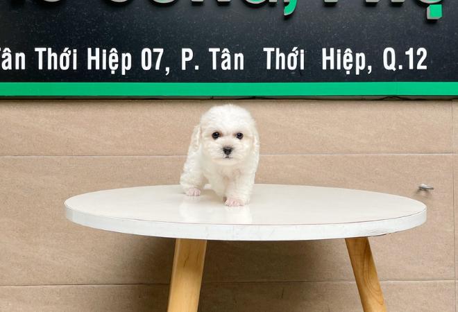 Poodle Tiny - Màu Trắng (MS 01)